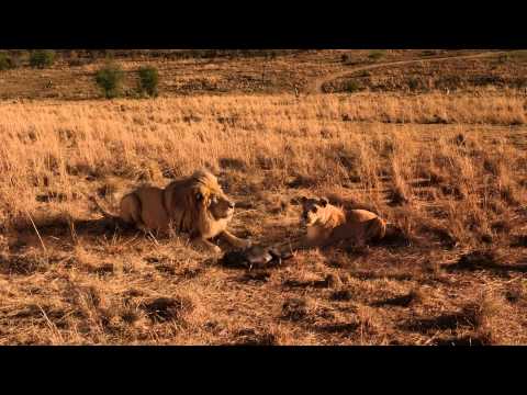 არეულები - ქართული ტრეილერი (19.06.14)