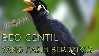 Kisah burung Beo yang fasih berdzikir