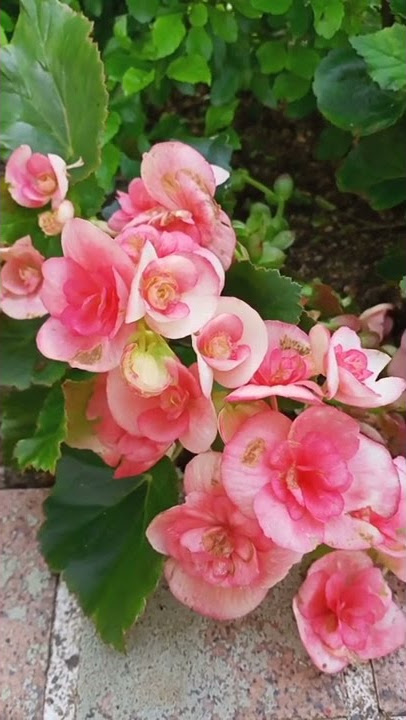Begonia's flowers #shorts