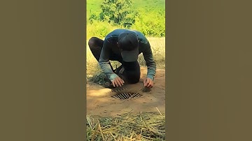 Quail Trap  underground | catch bird  | underground bird trap | #shorts #youtubeshorts