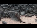 Arapicos Vídeos De Viajes Ver Cualquier Ecuador Galapagosinseln 2017
