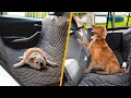 5 Safest Dog Car Seat Covers - Which is The Best?