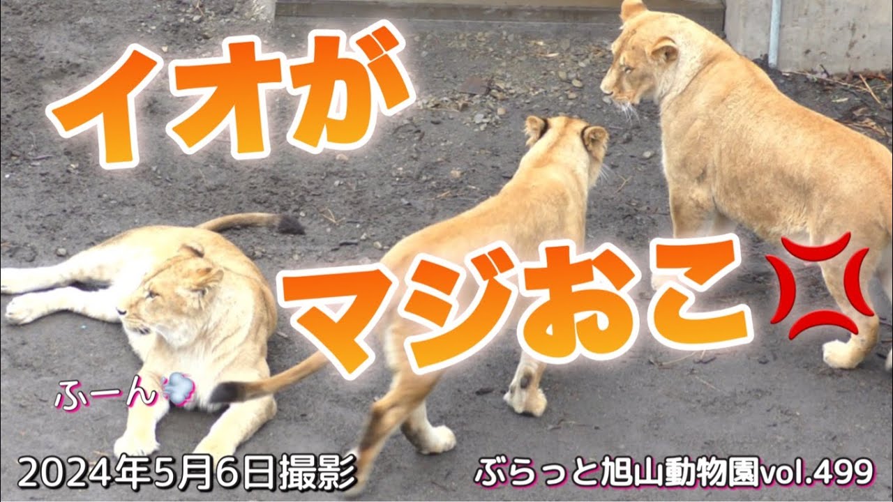 《旭山動物園ライオン&トラ》過去1イオの怒り！大切な我が子。危ないフウを叱るイオママに逆ギレフウ。家族愛！オリト＆イオファミリーvol499/Lion Mama's worst anger ever
