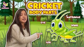 Body Parts of the Cricket | Insects for Kids | Nursery Rhymes | Preschool Learning | Learning Box