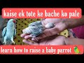 How to feed a baby parrot | tote ke bache ko kaise pale