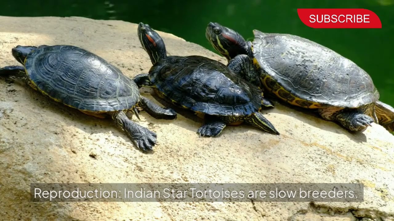 Amazing Facts About Indian Star Tortoises | Nature's Wonders"