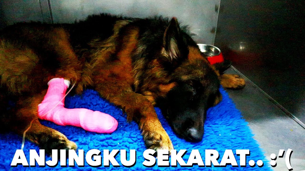 PARVO, VIRUS ANJING MEMATIKAN. SEMBUH GA? INI CERITAKU.. 