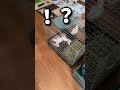 うさぎを飼っててマジで焦る瞬間 #うさぎ #うさぎのいる暮らし #bunny #ロップイヤー #かわいい #shorts