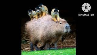 TAZAMA UZURI WA MNYAMA NGEKEWA