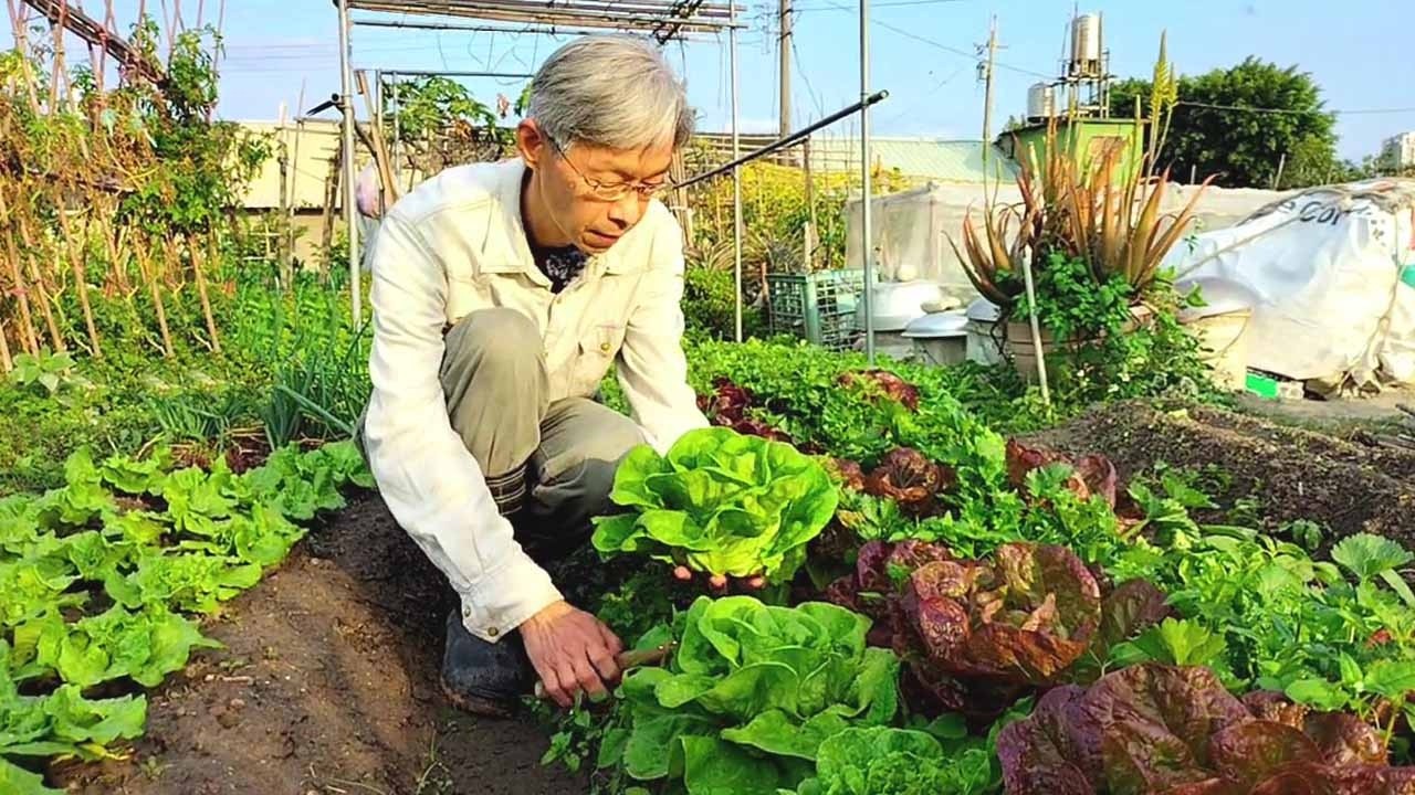 [狐狸菜園] 今年我種的生菜品質不是很好 檢視一下是啥原因 growing orgenic vegetables