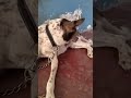 #funny #🐕🐕🐕🐕
