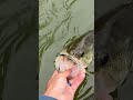 Black Lipsticks #bassfishing #release #black #lipstick #cool #seeya #youtubeshorts #fishshorts #lmb
