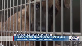 Lubbock animal shelter seeks fosters for puppies