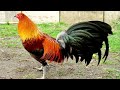 ROOSTER CROWING VIDEOS 🐓 ROOSTER SOUND 🐔 BEST