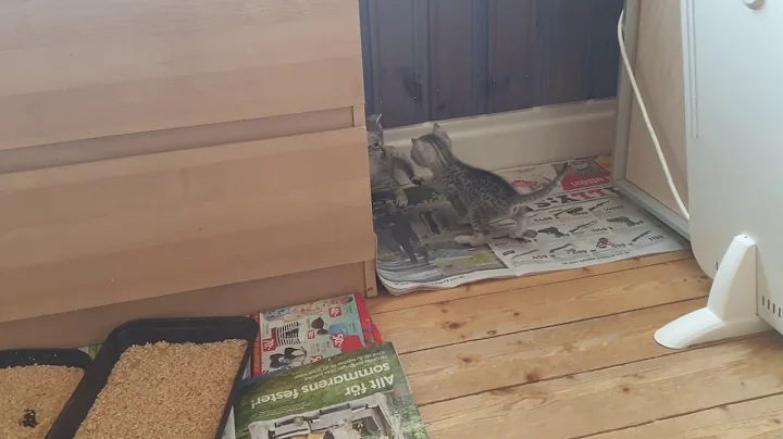 Watch the video about Egyptian mau kittens