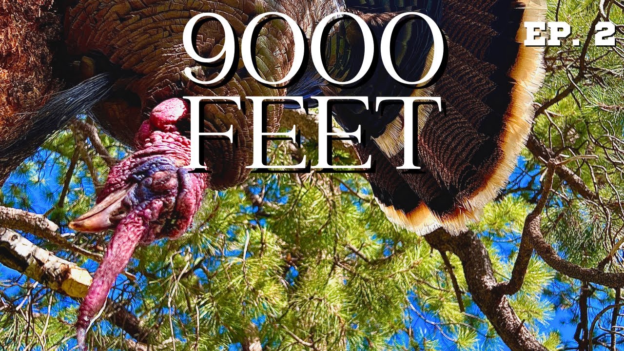 Pt. 2: A Colorado Public Land Turkey Hunt | "9000 Feet"