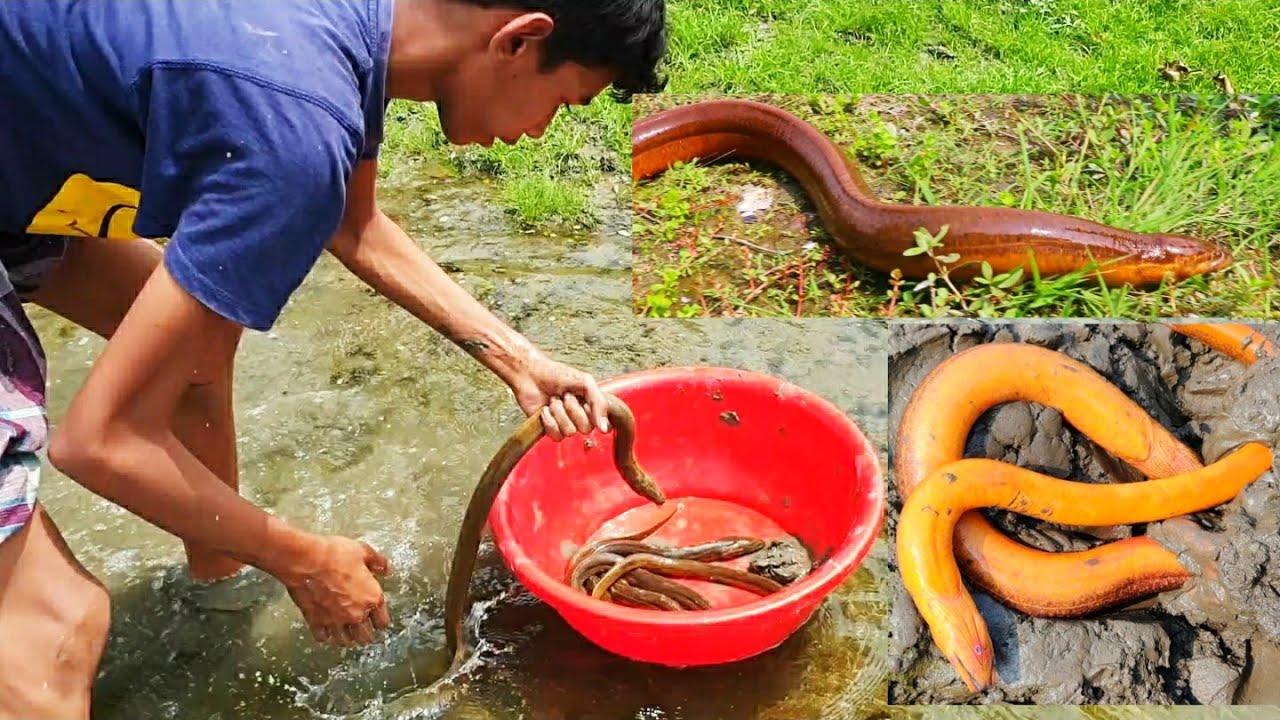 Best  Mud Water Fishing | Eel Fish Catching by Hand
