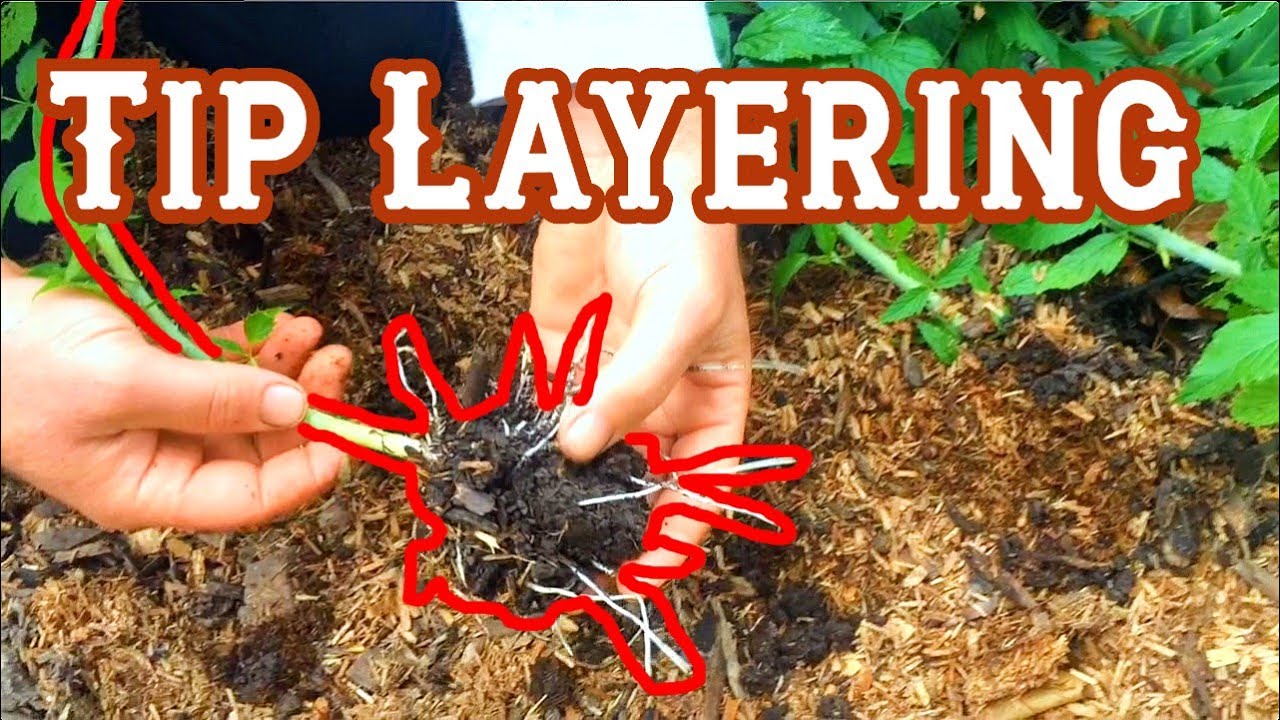 Tip Layering Late Summer Discussion YouTube