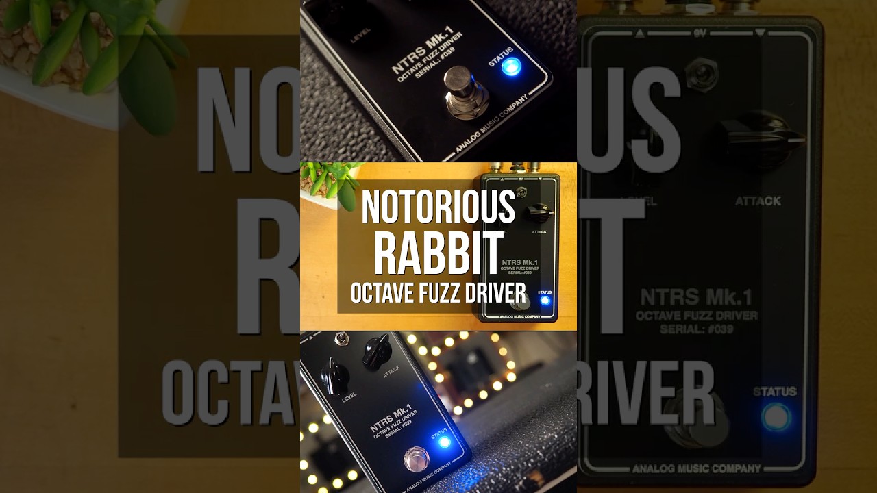 Watch Analog Music Company Notorious Rabbit Octave Fuzz Driver #guitarpedal #guitarpedals #pedaloftheday on YouTube Watch Analog Music Company Notorious Rabbit Octave Fuzz Driver #guitarpedal #guitarpedals #pedaloftheday on YouTube