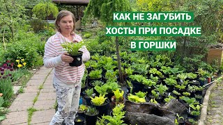 Ошибки при посадке хост в горшки