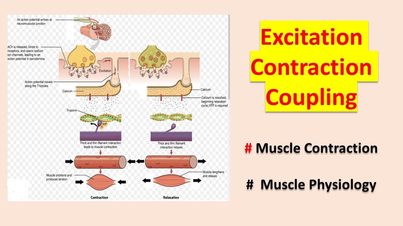 Excitation Contraction Coupling l Muscle contraction l Muscle ...