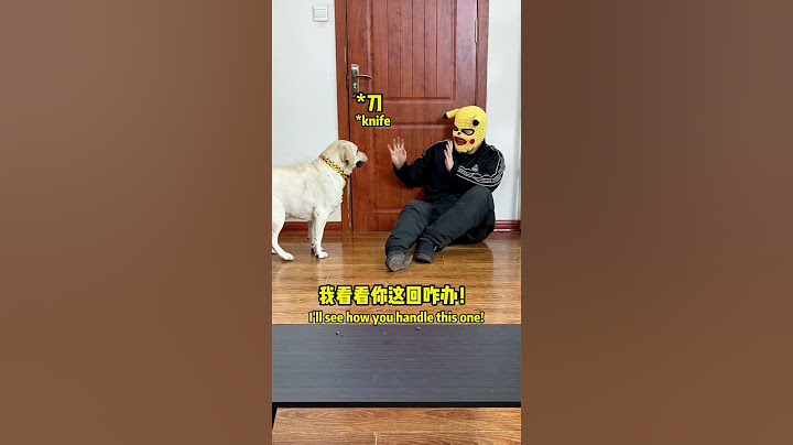 不怕神一样的对手就怕猪一样的队友Fear not an opponent like a god; fear only teammates like pigs..#搞笑汪驾到#萌寵#寵物#搞笑#拉布拉多