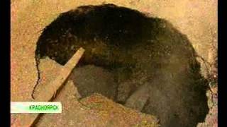 enisey_2210_013.avi