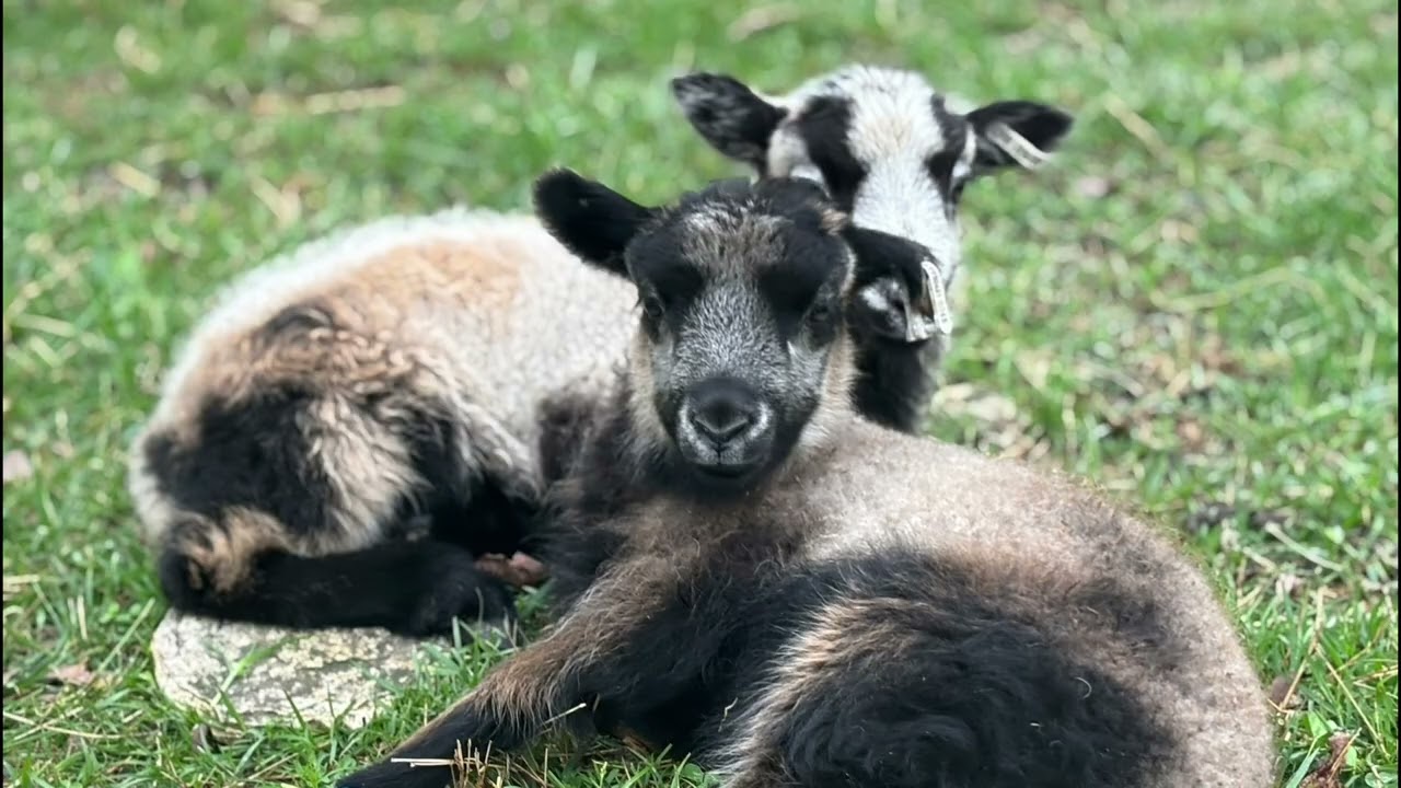 Why we raise Finnsheep