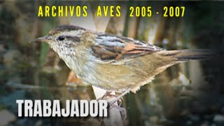 TRABAJADOR - Archivos Aves 2005 - 2007