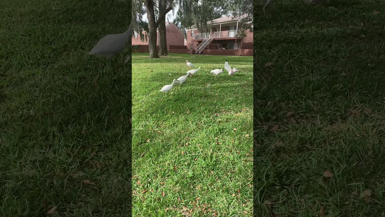 Feeding the White ibis 😁