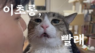 이초롱 , 빨래