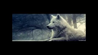 Alone Wolf-A sad Violin Song