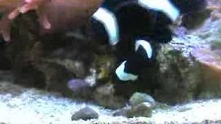 Black Ocellaris Clownfish Spawning Mating Laying Eggs
