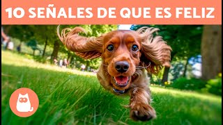 ¿Cómo saber si mi PERRO es FELIZ?  (10 Señales de que un Perro es Feliz)