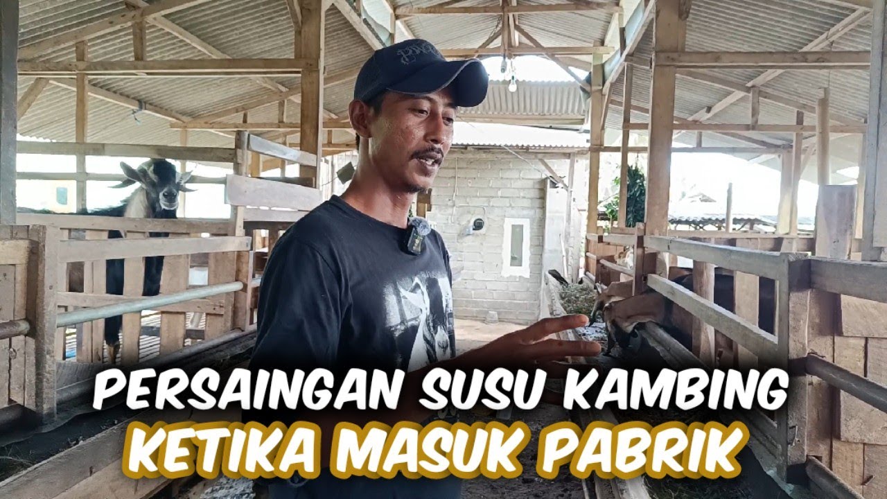 Peternak Wajib Nonton‼️Persaingan Susu Kambing Di Pabrik Hingga Spesifikasi Susu Yang Di Butuhkan
