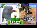 ➡️​ Media Veda 𝐓𝐎𝐑𝐂𝐀𝐂𝐄𝐒 | 🎥 | Cazamos con 𝐀𝐑𝐂𝐀𝐙𝐀 2ª Tirada​ 🕊️