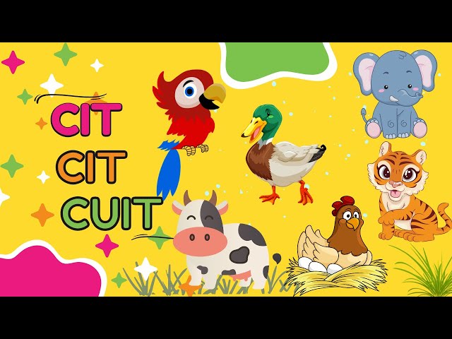 terbaru lagu anak cit cit cuit | cicitcuit | bebek berenang | singing bird | jiomalili class=