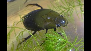 Ампулярия. Аквариум. Улитка Ампулярия. Animals & fish. Ампулярия. Аквариум. Улитка Ампулярия. Animals & fish.