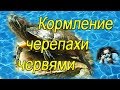 Как кормить красноухую черепаху дождевыми червями (How to feed the turtle with worms)