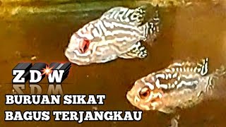 Black , Gb, Red Black Burayak Louhan Kamfa F2 Ori Thailand