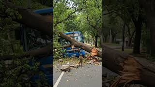 Download Lagu 🐒 Monyet Jadi Pahlawan! Bantu Pecah Pohon yang Menimpa Bus 🚍🌳 | #shorts MP3