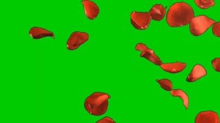 Green screen rose petals falling. Green screen rose animated. Green screen flower animated HD effect