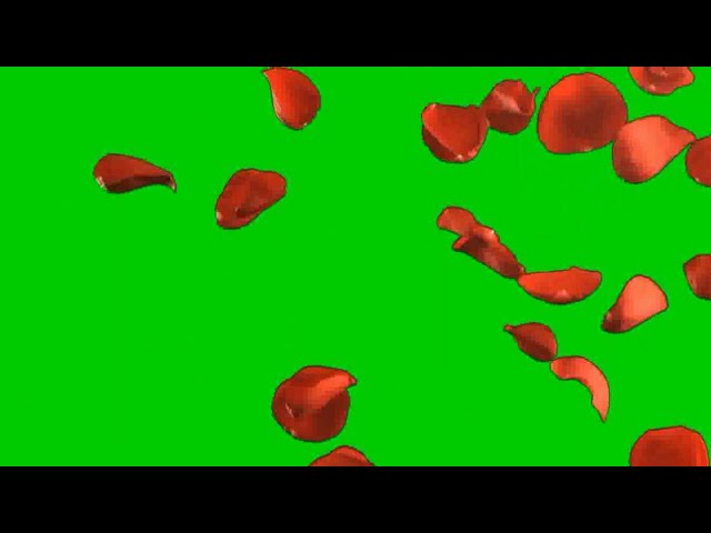 Rose Petals Falling Green Screen