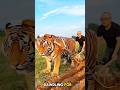 The Most Dangerous Farmer in the World! #shorts #shortsfeed #viral #tiger #animals