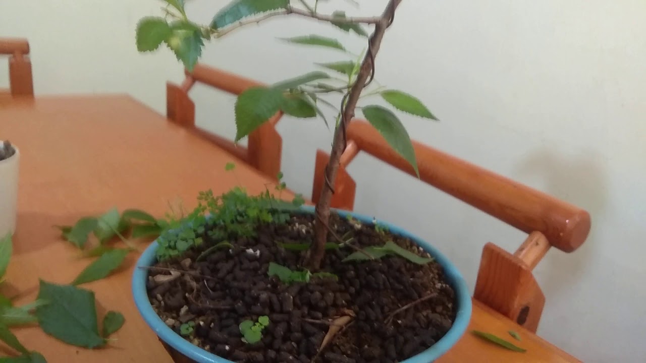 Cherry Blossom Bonsai from Scratch Pruning and Wiring/ Air layering