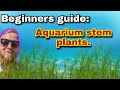 How to guide on aquarium stem plants planting choosing caring for and general maintenance