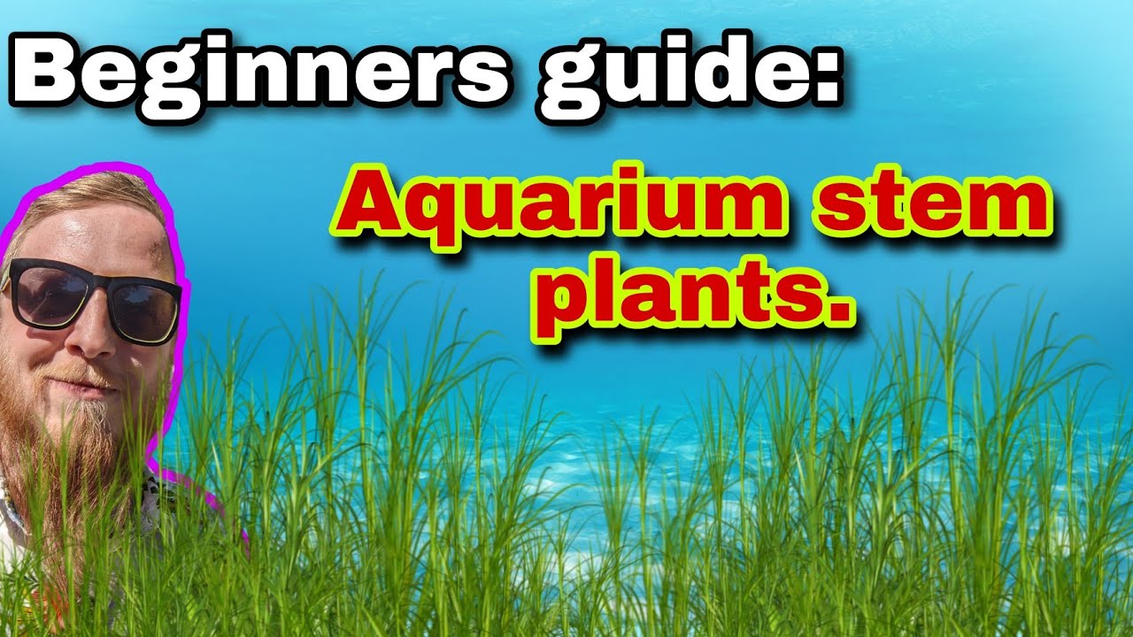 How to guide on aquarium stem plants planting, choosing, caring for