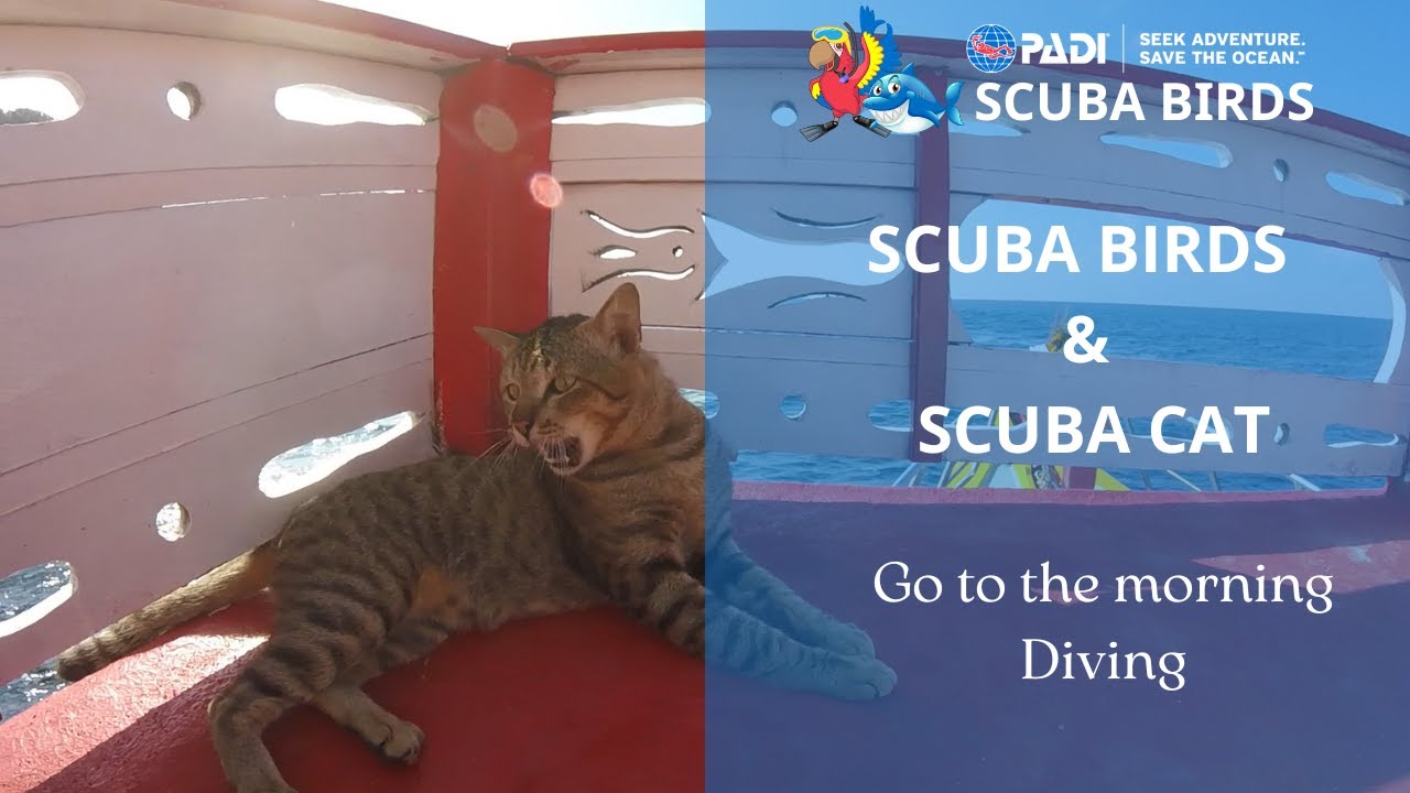 SCUBA BIRDS &amp; SCUBA CAT - YouTube