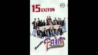 La Negrita - Banda Pelillos #shorts