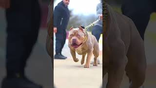 Top 3 dogs but last dog is the most powerful c...